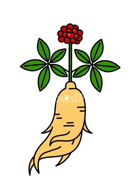 인삼뿌리, ginseng, 인삼열매, 인삼일러스트, ginsengillust, 사진,이미지,일러스트,캘리그라피 - 배미작가