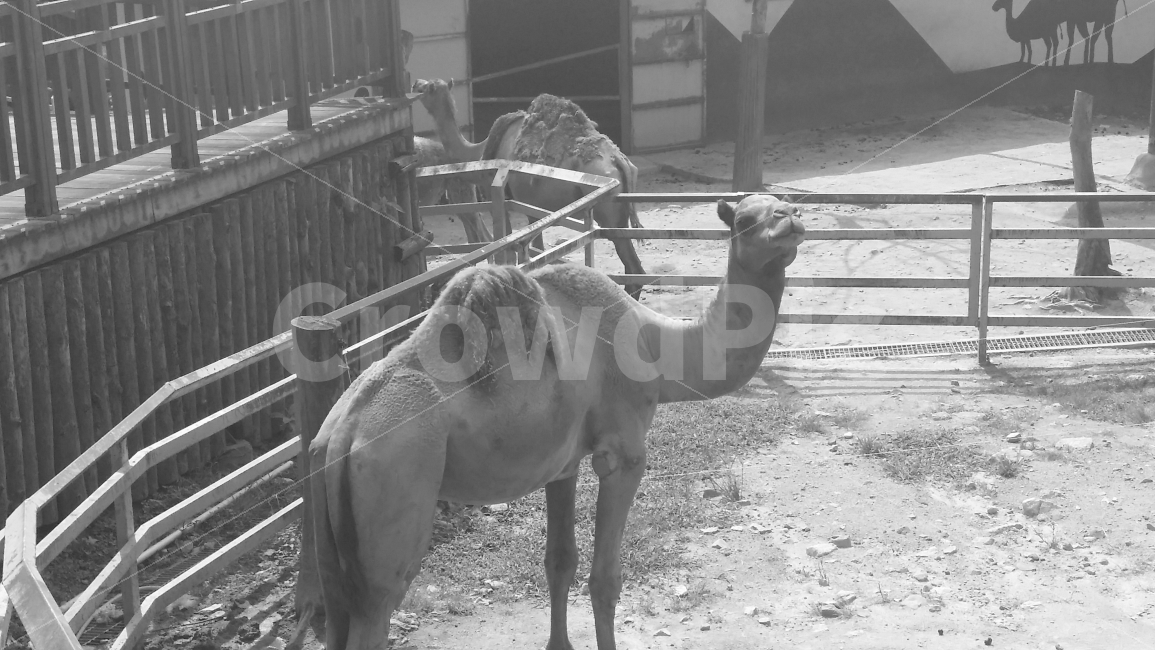 낙타,울타리,동물,동물원,포유류,자연,동물사진,흑백사진,흙,camel,사막,사막동물,animal,야생동물,흑백,동물,animal,포유류,mammal,흑백,모노톤,monochrome,black and white