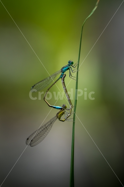 자연,풍경,곤충,잠자리,실잠자리,접사,nature,landscape,insect,dragonfly,damselfly,동물,animal,곤충,벌레,insect,bug,연인,커플,사랑,lover,couple
