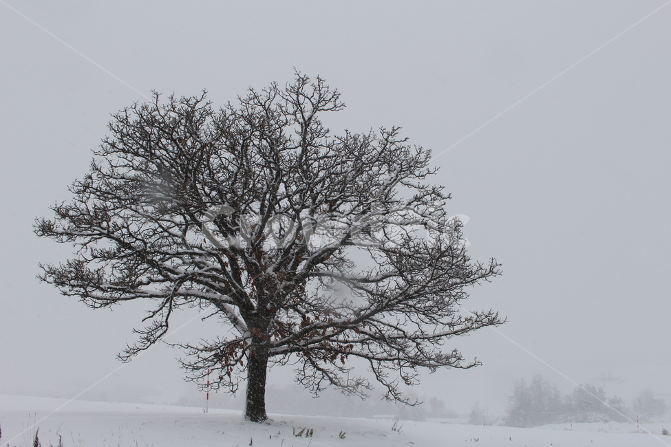 설원,겨울설원,홋카이도,눈오는날,눈밭,겨울,계절,winter,season,자연,풍경,nature,landscape,outdoors,옥외,snow,눈,blizzard,눈보라,storm,폭풍