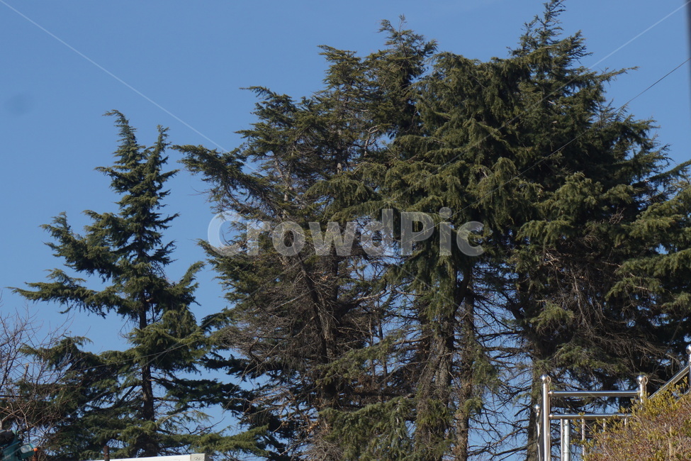 나무,tree,전나무,파란하늘,풍경