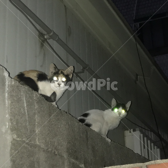 cat,고양이,pet,애완동물,animal,동물,mammal,포유류