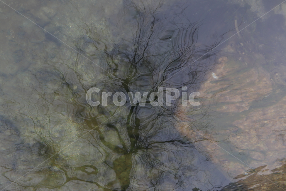나무,tree,반사,reflection,물에비친,물