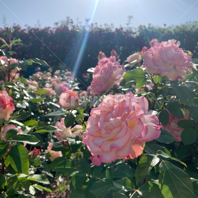 장미밭,장미축제,장미꽃,plant,식물,flower,rose,장미,blossom,꽃
