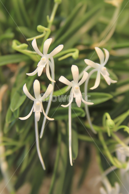 식물,녹색,꽃,계절,spring,season,자연,plants,nature,flower,감성,sensible,feeling,색깔,색상,색채,식물,자연,plants,nature,꽃,flower
