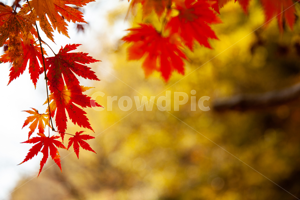단풍,단풍나무,가을,나무,단풍잎,사찰,가을풍경,가을,계절,fall,autumn,season,leaf,잎,plant,식물,tree