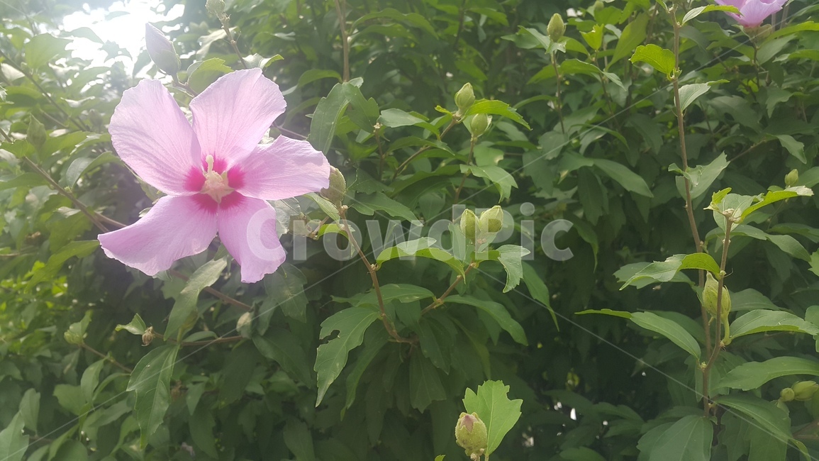 꽃,무궁화,무궁화꽃,여름,계절,season,flower,summer