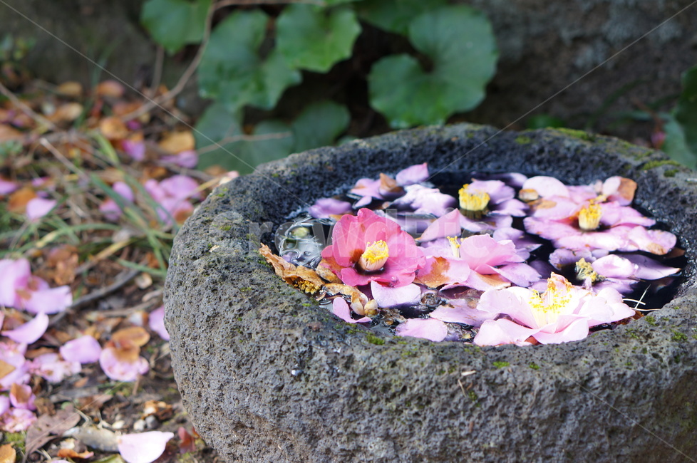 동백꽃,동백,꽃,꽃잎,물,낙화,camellia,blossom,flower,petal,water