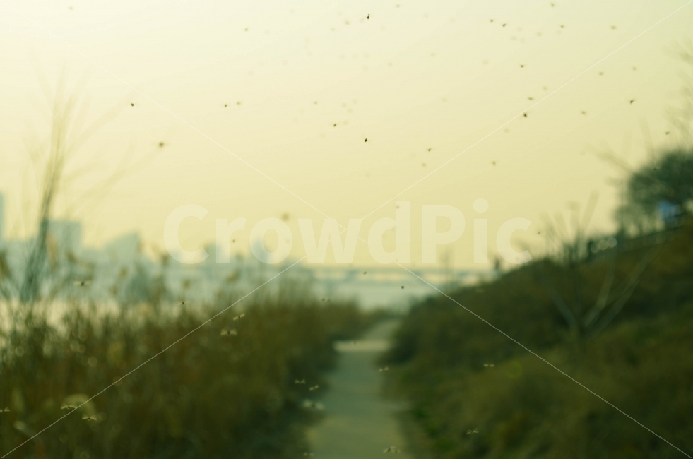 날파리,한강,산책로,사진,감성,자연,풍경,nature,landscape