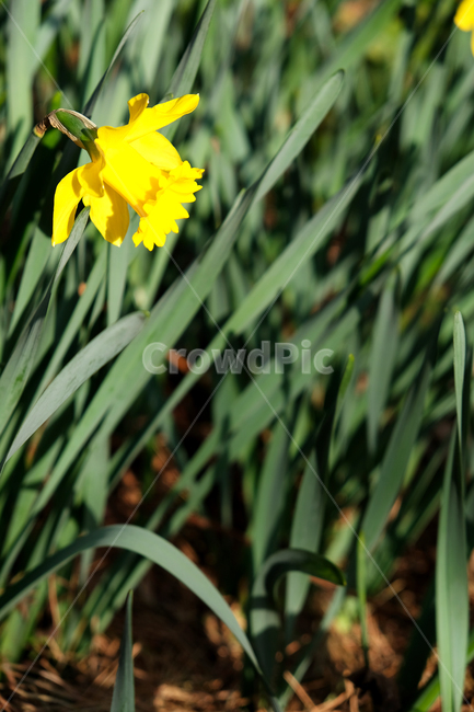 natural,yellowflower,spring flowers,spring,beautiful,blooming,wildflowers,plant,greenleavesbackground,season,garden,wild flowers,flower background,colorful