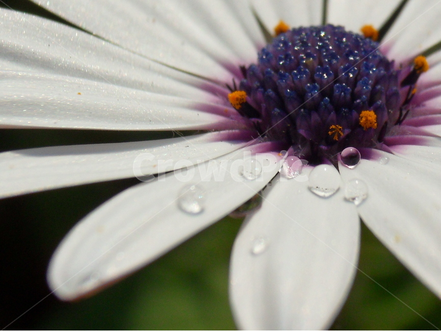 꽃,물방울,이슬,흰꽃잎,구슬,아침,보라색,자연,식물,자연,plants,nature,꽃,flower