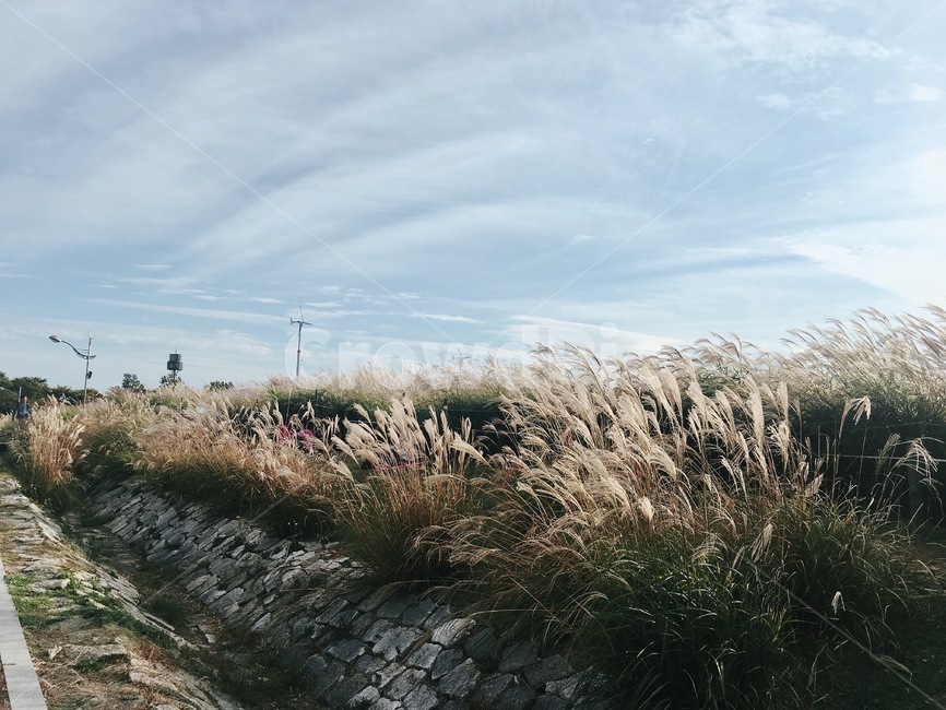 가을,갈대,억새,자연,바람,풍경,하늘공원,잔디,reed,가을풍경,휴식,휴일,autumn,fall,sky,하늘,푸른잔디,windy,relax