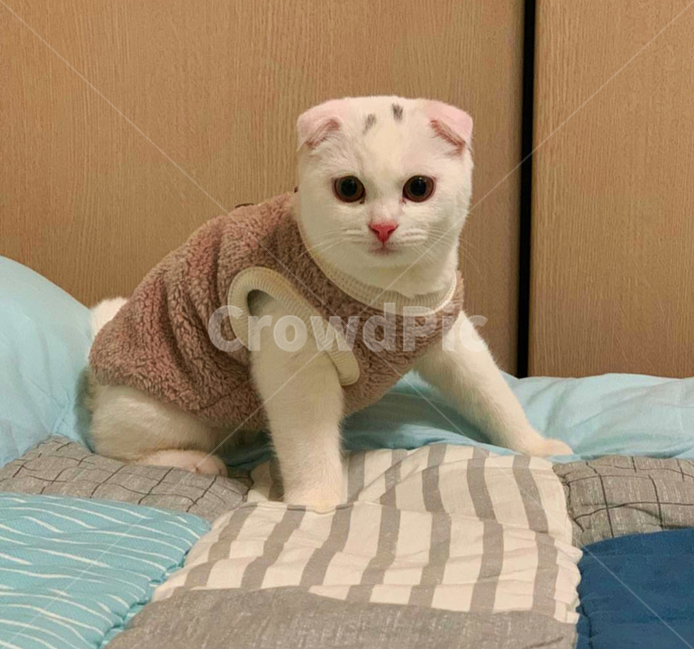고양이,동물,스코티시폴드,폴드,스코티시,동물,animal,포유류,mammal,고양이,cat,kitten,kitty