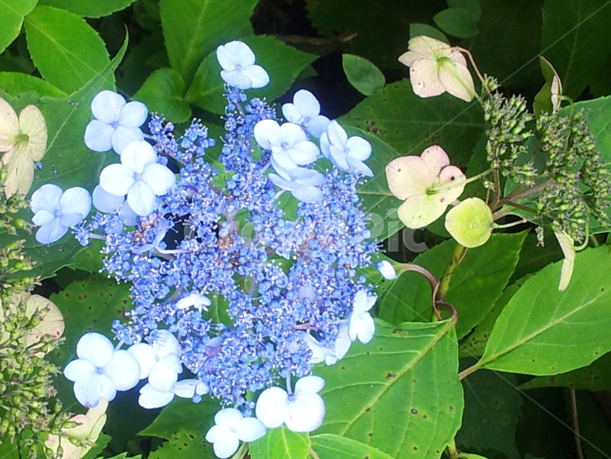 꽃,식물,plant,blossom,flower,자연