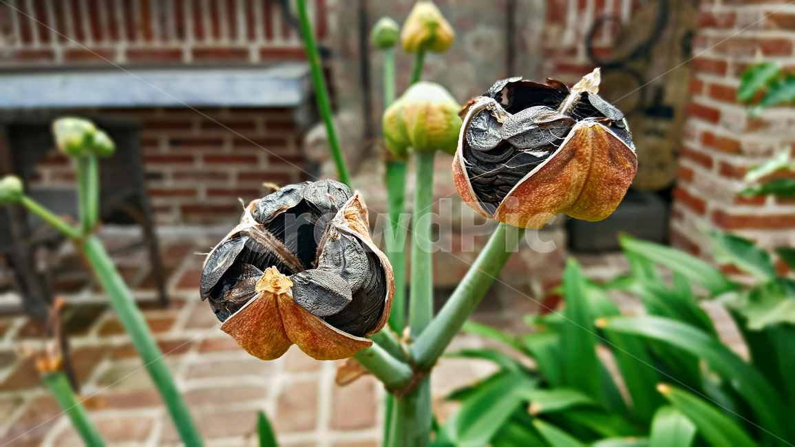 꽃,꽃씨,씨앗,정원,화초,식물,자연,plants,nature,꽃,flower