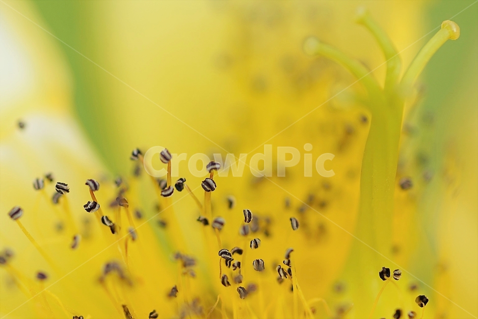 물레나무,물레나무꽃,수술,암술,접사,감성,식물,자연,plants,nature,꽃,flower
