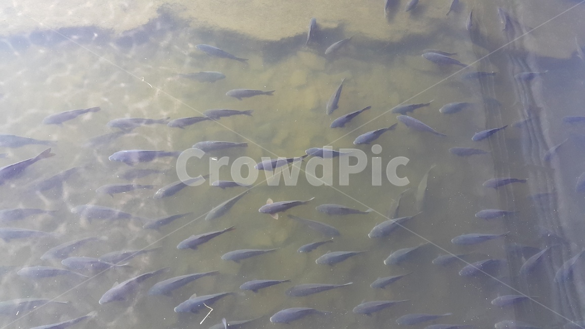 물고기,물고기떼,고기떼,물반고기반,민물고기,fish