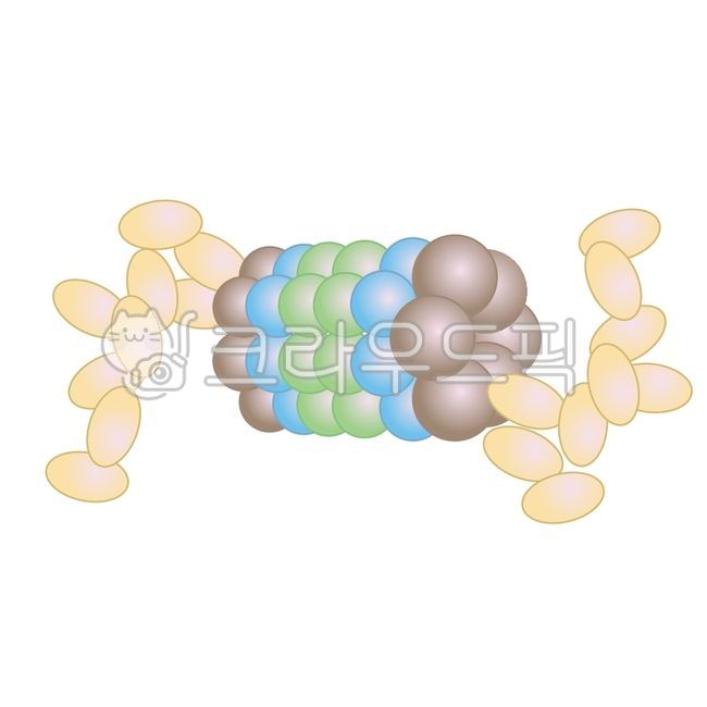 단백질,proteins,논문그림,일러스트,proteasome,inhibitor,20s프로테아좀,유비퀴틴,항암제,임상,메디컬일러스트