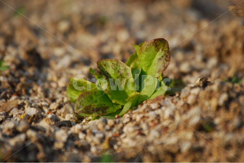 상추,새순,봄,희망,사랑,기쁨,일상,봄,계절,spring,season,식물,자연,plants,nature,dirt road,흙길,road,도로,gravel,자갈,plant