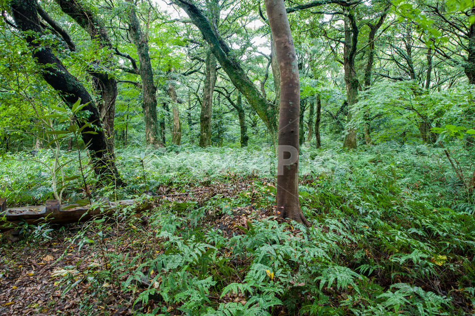 나무줄기,plant,식물,tree,나무,treetrunk,숲,비자림,제주도,초록,산청,자연,풍경,nature,landscape,한국자연풍경,한국자연경관,korea nature landscape,vegetation,초목,tree trunk,나무 줄기
