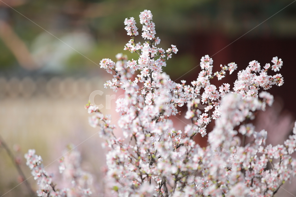 벚꽃,꽃,새싹,봄,벚꽃놀이,하늘,분홍색,분홍색꽃,캐논,5dmark3,봄,계절,spring,season,식물,자연,plants,nature,꽃,flower,plant,blossom