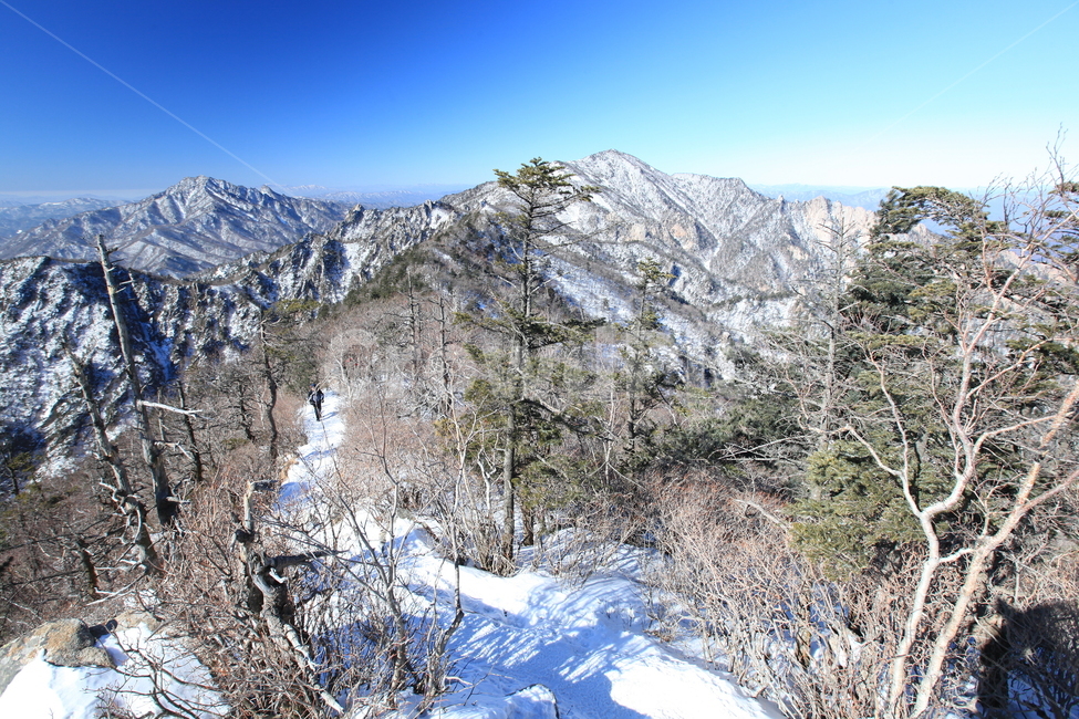 설악산,겨울산행,파란하늘,대청봉,능선,겨울나무,설원,등산,겨울,계절,winter,season,자연,풍경,nature,landscape,tree,나무,plant,식물,fir,전나무