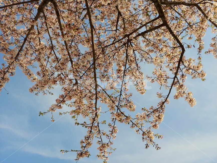 sky,Bench,rest,Hangang Park,a tree,Cherry Blossom,Korean landscape,nature,chair,tree,Nanji Park,cherryblossoms,april,cherry blossom tree,spring,cloud,sunlight,grass,sight,spare