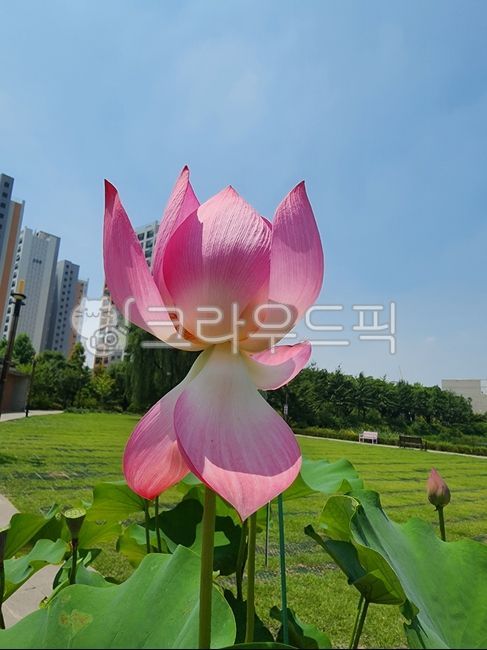 flower,꽃,petal,꽃잎,연꽃,아파트,도시,정원,아름다운,핑크꽃,핑크,beautiful,fancy