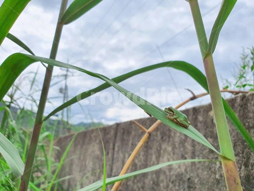 개구리,동물,양서류,frog,animal,보호색,초록,green,파충류,양서류,reptile,amphibian