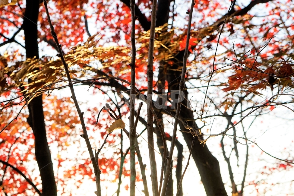 단풍,가을,자연,빨강,낙엽,단풍나무,화려함,가을풍경,autumn,fall,autumnleaves,plant,nature,계절,나무,븕은색,maple,red,season,colorful,느낌,감성,trees,branches,울긋불긋,자연fall,가을,계절,fall,autumn,season,식물,자연,plants,nature,나무,trees,wood,leaf,잎,tree