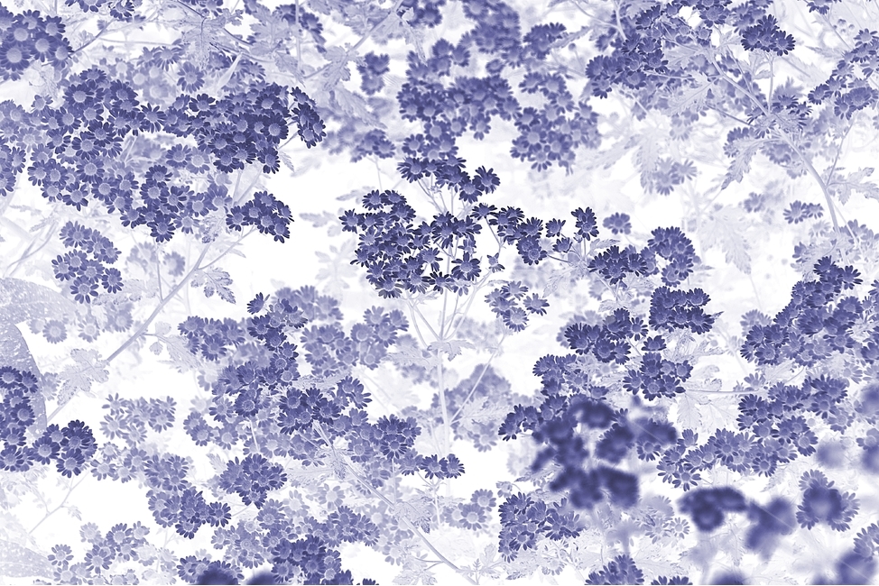 보라,보라색,봄,쑥부쟁이,봄꽃,식물,자연,plants,nature,꽃,flower,흑백,모노톤,monochrome,black and white