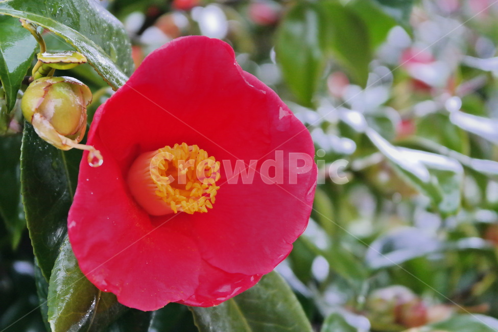 동백,동백꽃,겨울꽃,비,빗방울,비오는날,꽃,빨간꽃,빨강,red,식물,plant,flower,camellia,blossom,winter,rain,감성,비에젖은,꽃,flower