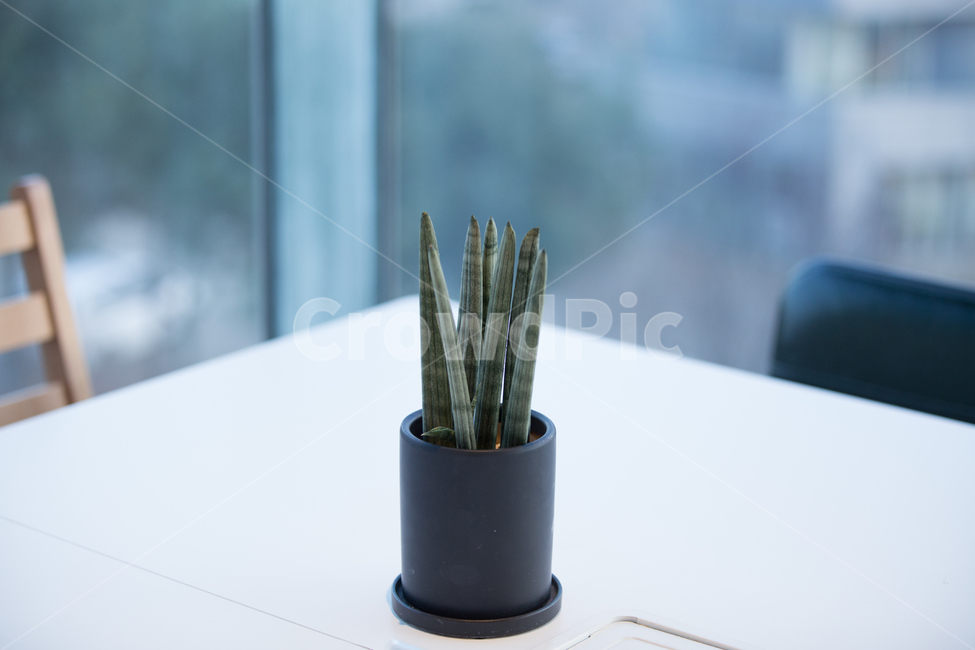 회의,회의테이블,선인장,다육이,테이블,카페,휴식,식물,자연,plants,nature,실내용화초,화분,화초,house plant,감성,sensible,feeling,인테리어,실내디자인,interior design