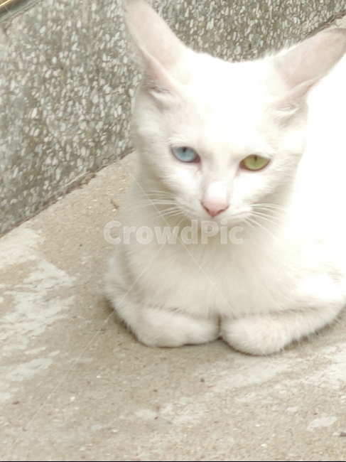 고양이,길,야생,오드아이,하얀색