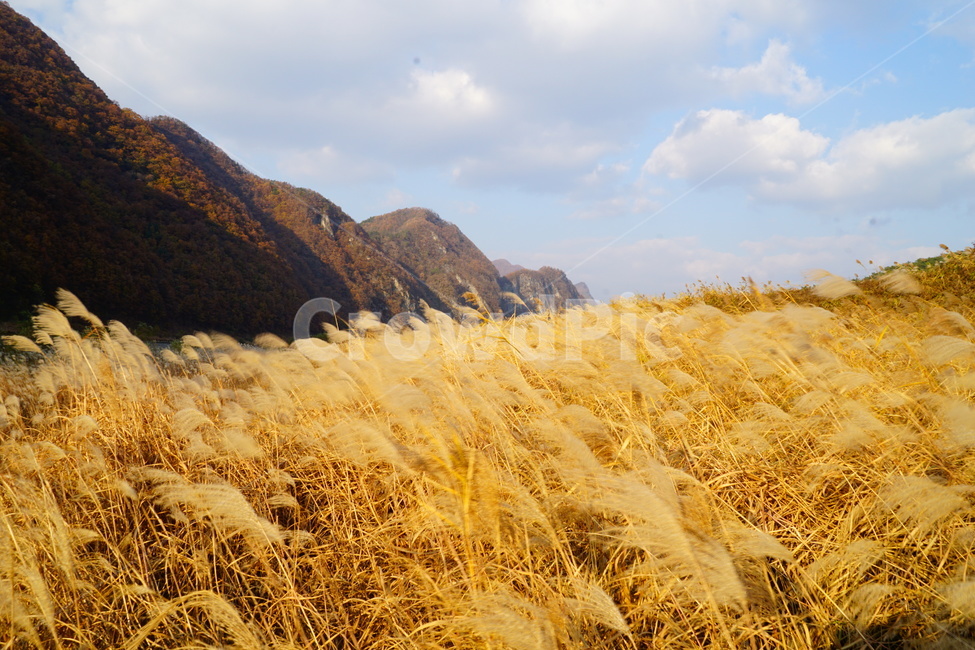 plant,식물,풍경,자연,갈대,가을,계절,fall,autumn,season