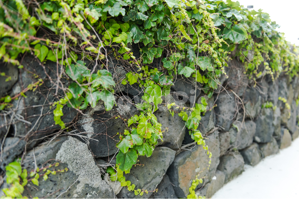 담장,전통,현무암,제주도,벽,배경,담쟁이덩굴,돌,담벼락,담,식물,자연,plants,nature