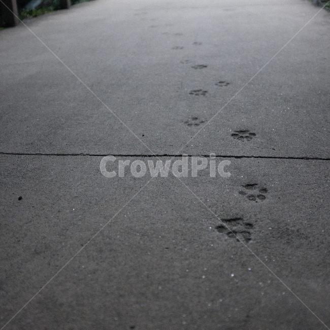 asphalt,아스팔트,발자국,감성,개발자국,고양이발자국,강아지발자국