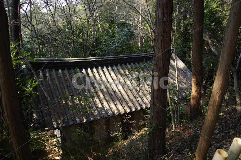 나무,숲,자연,식물,plant,nature,tree,기와지붕