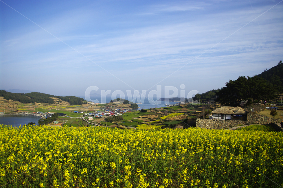 유채꽃,꽃밭,꽃,flower,계절,봄,spring,하늘,구름,풍경,마을,산,밭,시골,청산도,봄,계절,spring,season,자연,풍경,nature,landscape,한국자연풍경,한국자연경관,korea nature landscape,grassland,목초지,outdoors,옥외,field,들