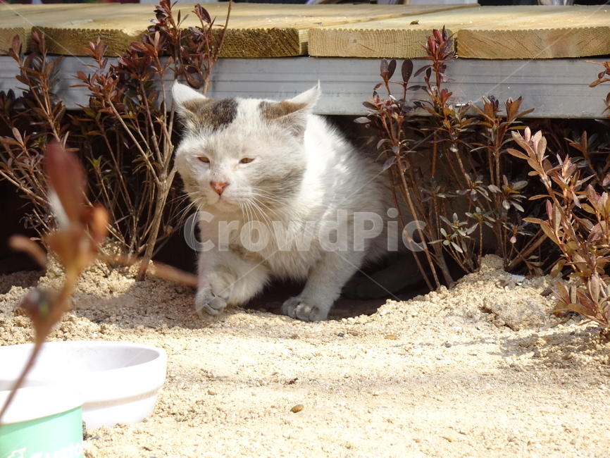 길냥이,얼룩고양이,점박고양이,길냥이밥,장터고양이,동물,animal,포유류,mammal,고양이,cat,kitten,kitty