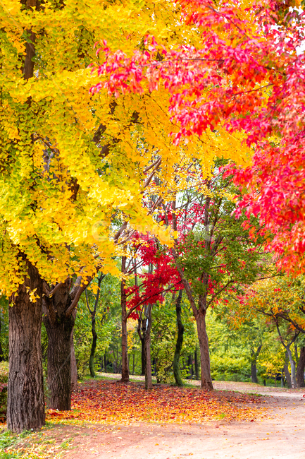 배경,식물,가을빛,가을색,단풍색,단풍빛,은행나무,가로수,공원,파크,나뭇잎,가을,늦가을,은행잎,풍경,자연,붉은색,나무,붉은,산책로,백그라운드,가을풍경,노랑,노란,노랑색,노란색,만추,계절,길,오솔길,숲,숲속,삼림,단풍시즌,초겨울,가을단풍,서울숲,tree,plant,leaf,maple,leaves,fallenleaves,단풍,잎,낙옆,낙엽,autumn,가을,계절,fall,autumn,season,자연,풍경,nature,landscape