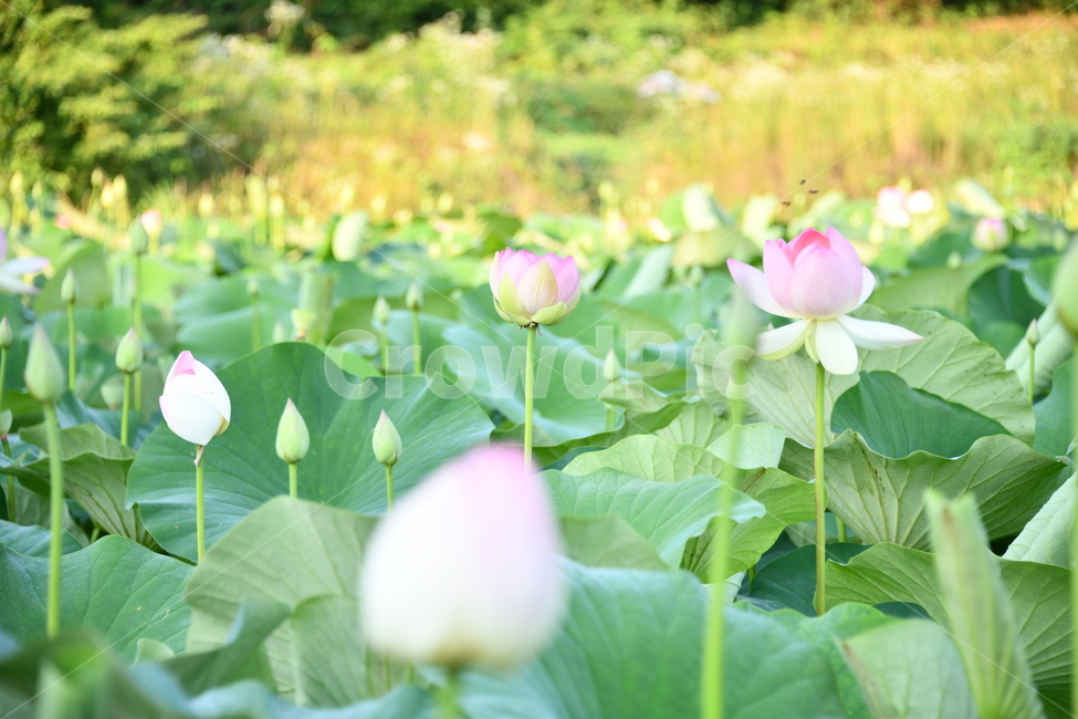 연곷,꽃,접사,연꽃밭,식물,자연,plants,nature,flower,분홍색,핑크색,연잎