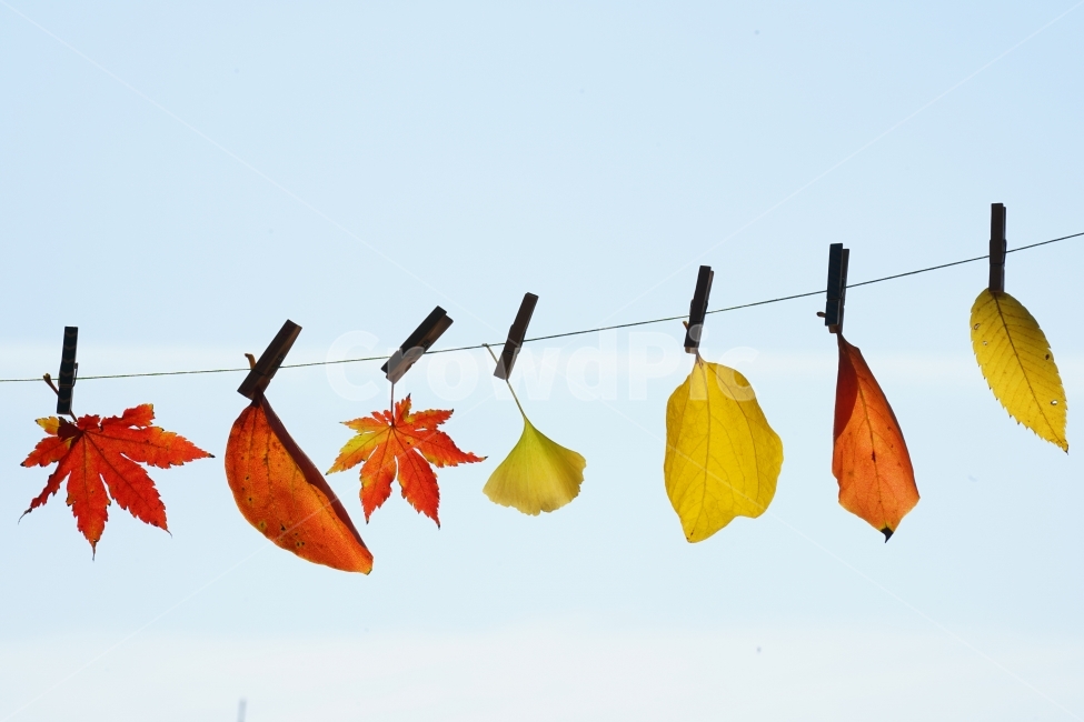 단풍잎가을,단풍,순수,사랑,가을,가을,계절,fall,autumn,season,leaf,잎,plant,식물
