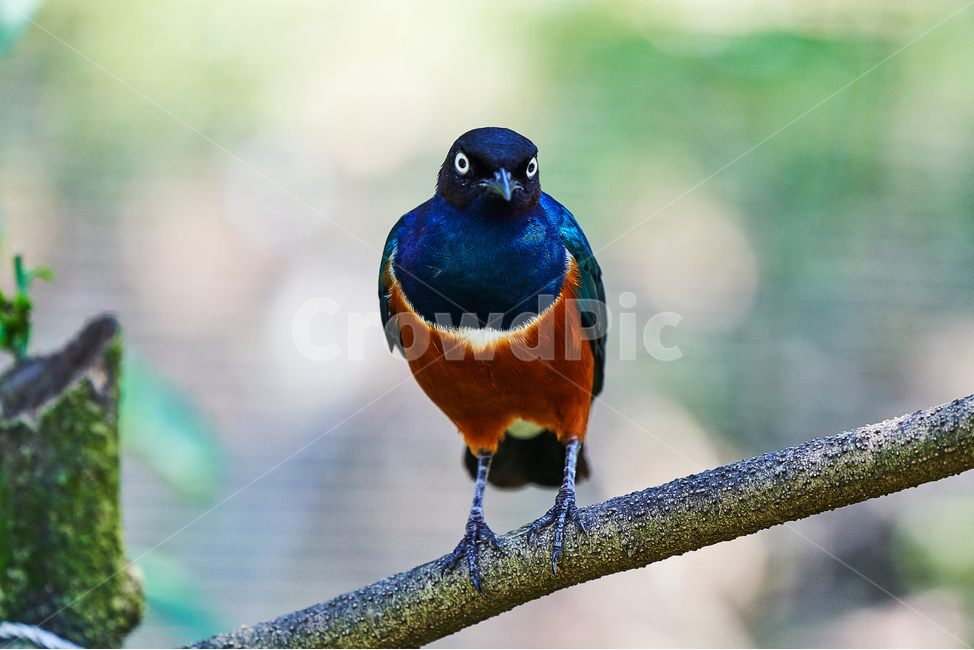 새,조류,깃털,부리,아름다운,동물,animal,조류,새,birds
