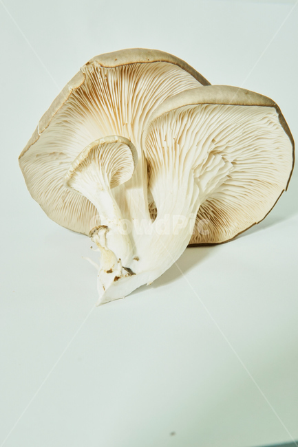 느타리,버섯,식물,식품,음식,식재료,plant,fungus,자연,nature,버섯,mushroom,음식,식재료,요리,food,cook,meal,dishes,food reserves
