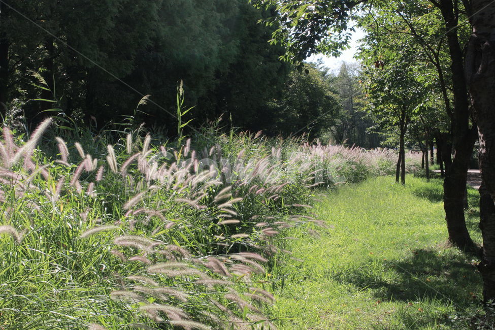 plant,식물,grass,잔디,들풀,부들,힐링,자연,풍경,nature,landscape,식물,plants