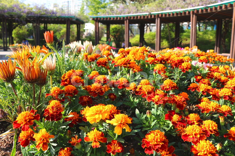 메리골드,메리골드꽃,꽃,식물,국화과,관상용,원예,식물,자연,plants,nature,꽃,flower