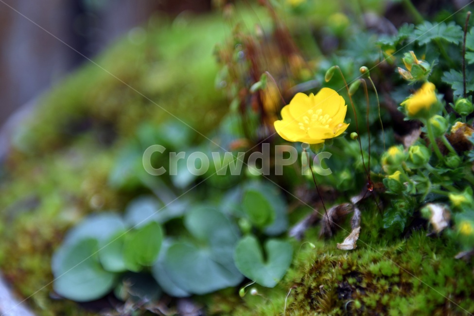 식물,꽃,감성사진,자연,flower,꽃사진,봄,봄꽃,계절,빗방울,비,감성,4월,spring,힐링,자연풍경,풍경,식물,자연,plants,nature,꽃,flower