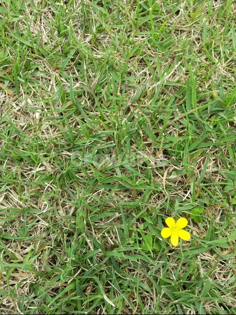 꽃,잔디,풀밭,노란꽃,행운,시선,들꽃,잔디밭,식물,자연,plants,nature,꽃,flower