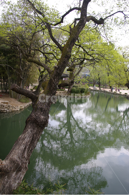 연못,반영,나무,식물,plant,봄,spring,초록,자연,풍경,nature,landscape,tree,tree trunk,나무 줄기,water,물